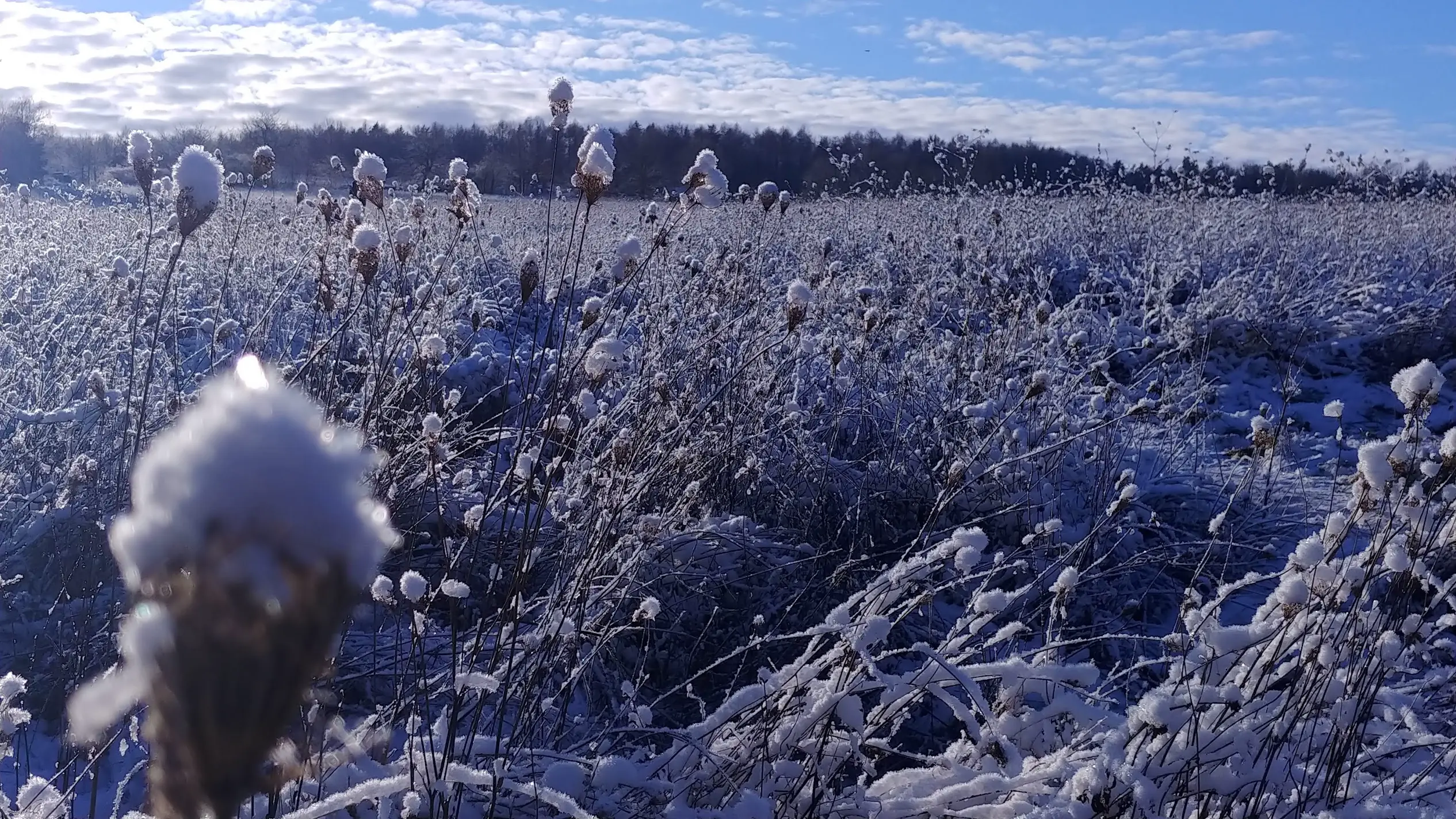 (Bild) Winter im Birkenwäldchen #01