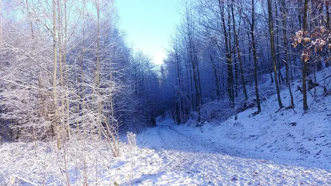 (Bild) Winter im Birkenwäldchen #02
